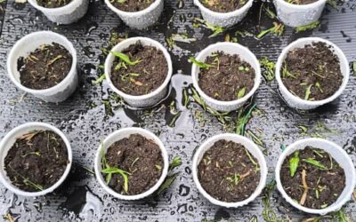 Pembangunan Infrastruktur Ekosistem Hijau di Taman Ilmu