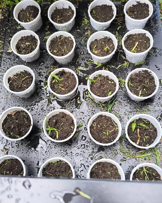 Pembangunan Infrastruktur Ekosistem Hijau di Taman Ilmu